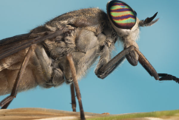 horsefly macro photo