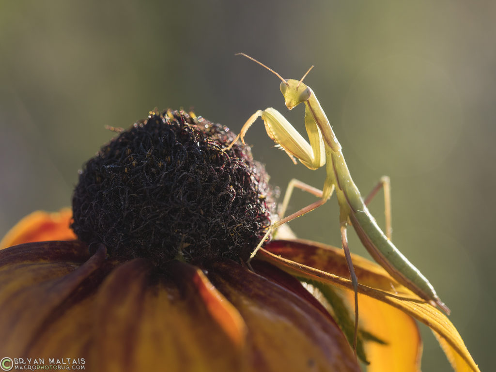 mantis on aster macro photo