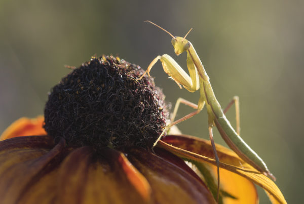 mantis on aster macro photo