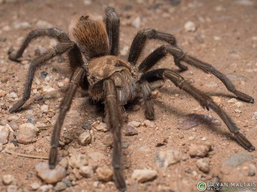 Arizona Blond Tarantula (Aphonopelma chalcodes)