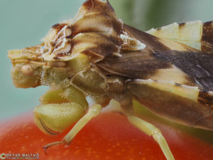 ambush bug 70stack raynox250 f4 iso250 20th