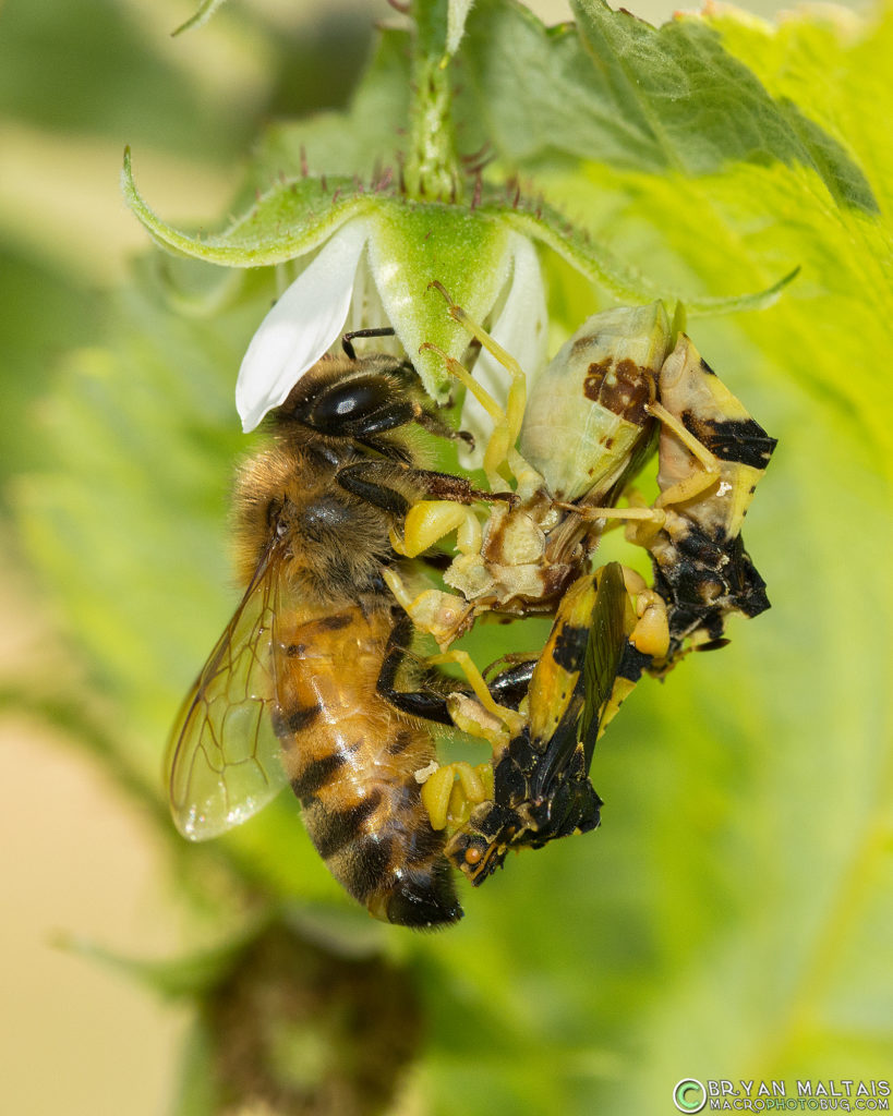 ambush bug impales prey