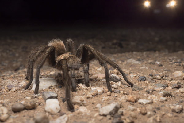 arizona-blond-tarantula