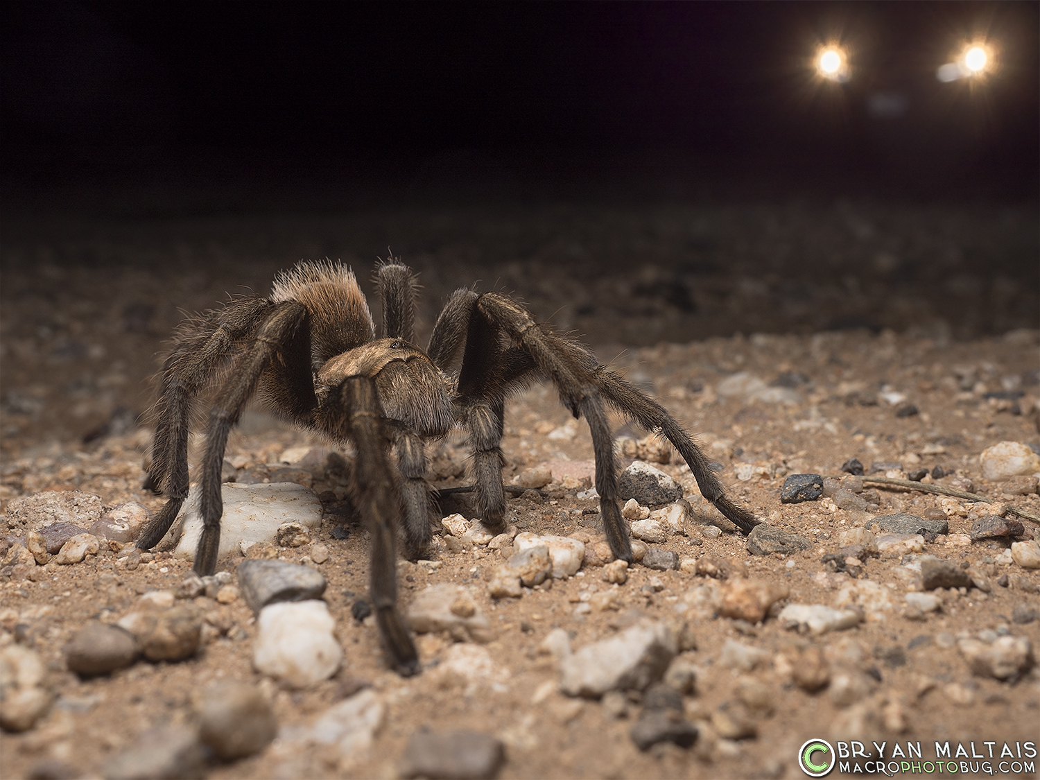 arizona-blond-tarantula