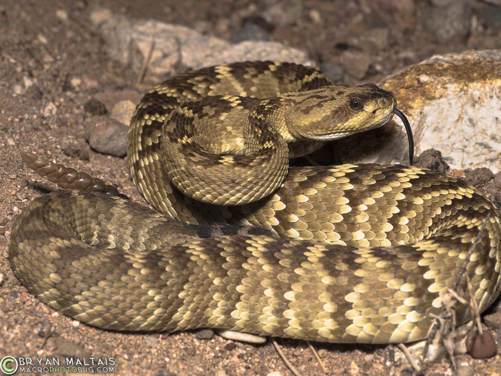 black tailed rattlesnake