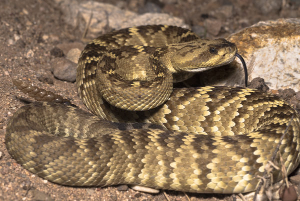 black tailed rattlesnake