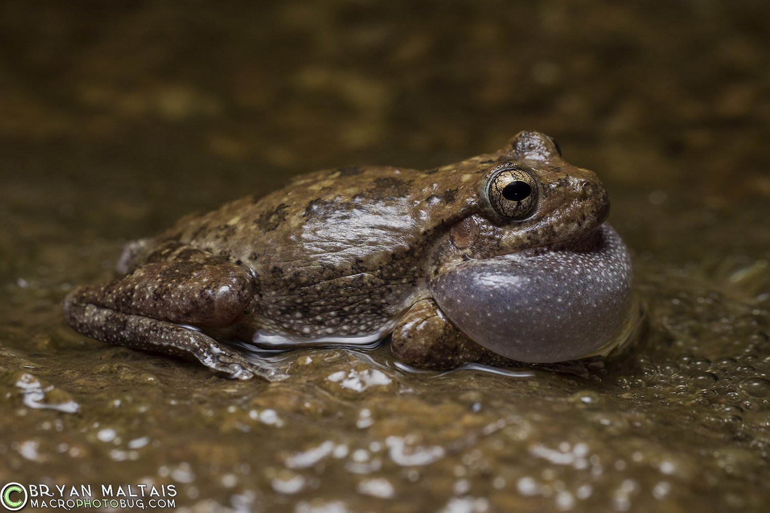 canyon treefrog hyla arenicolor