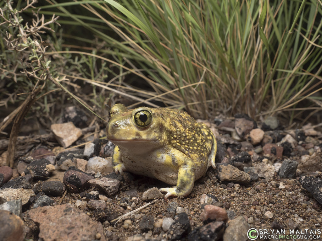 couch's spadefoot toad (Scaphiopus couchii)