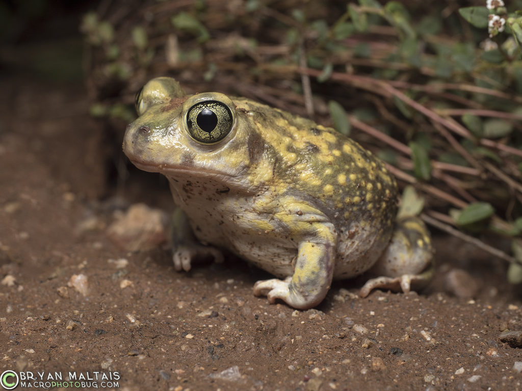 couchs spadefoot toad arizona