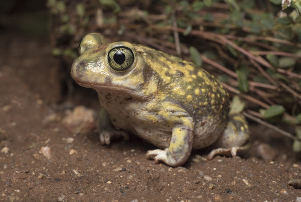 couchs spadefoot toad arizona