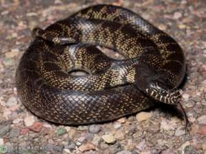 desert king snake