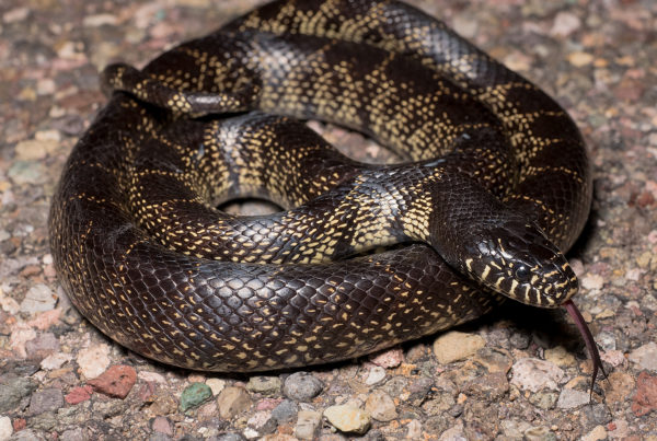 desert king snake