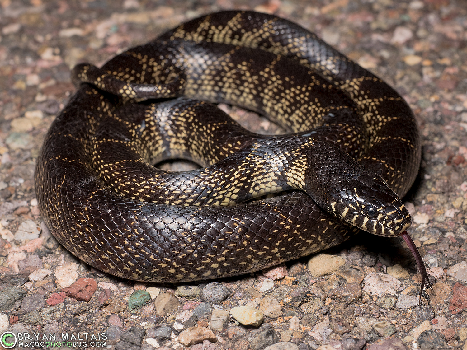 desert king snake