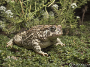 great plains toad Anaxyrus cognatus