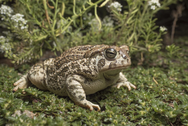 great plains toad Anaxyrus cognatus