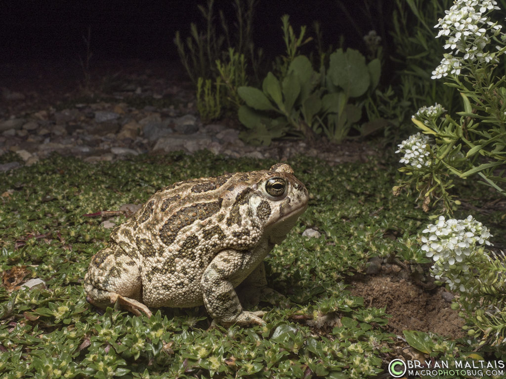 great plains toad Anaxyrus cognatus