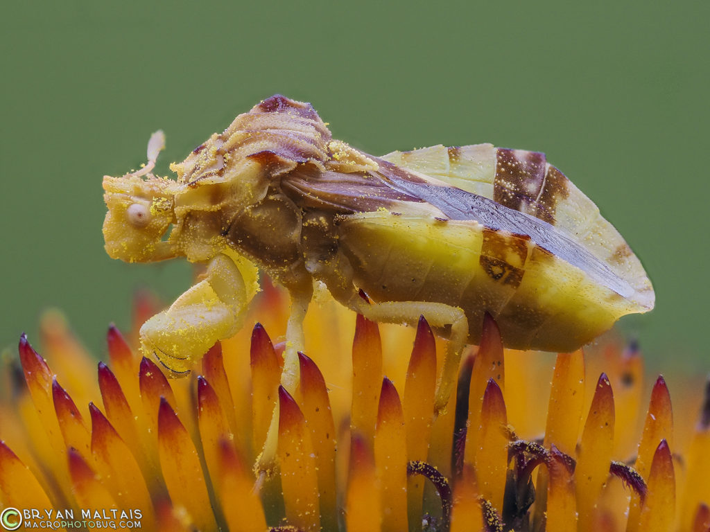 jagged ambush bug insect macro photo