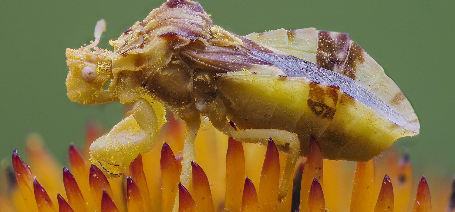 jagged ambush bug insect macro photo