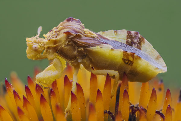 jagged ambush bug insect macro photo