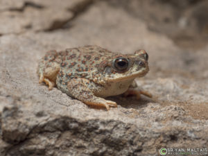 red spotted toad arizona sonora desert