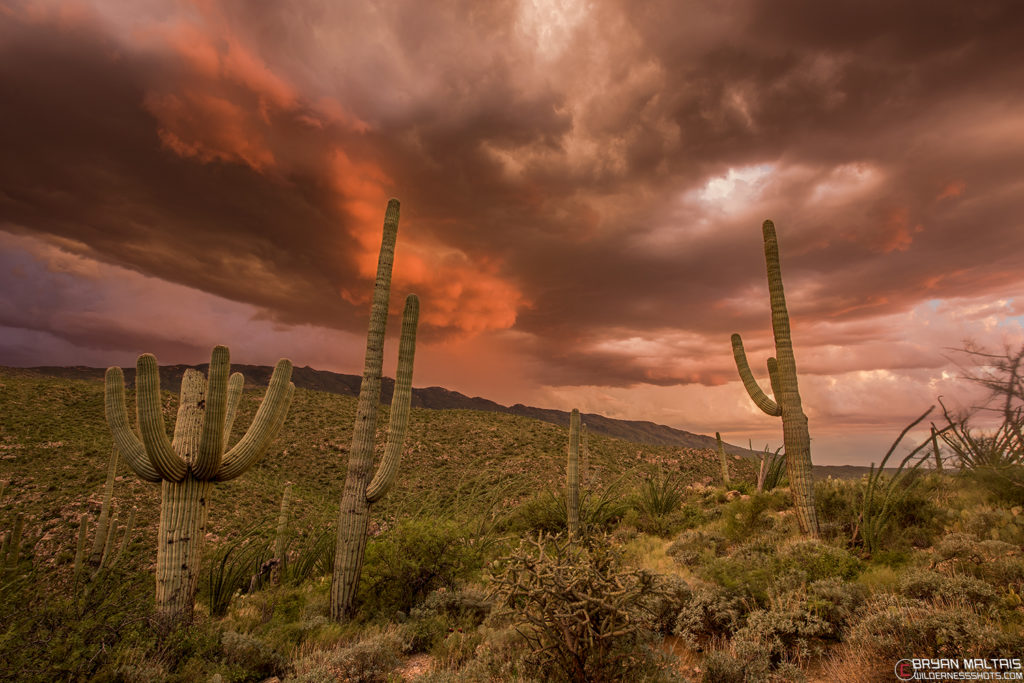 saguaro fire sunset