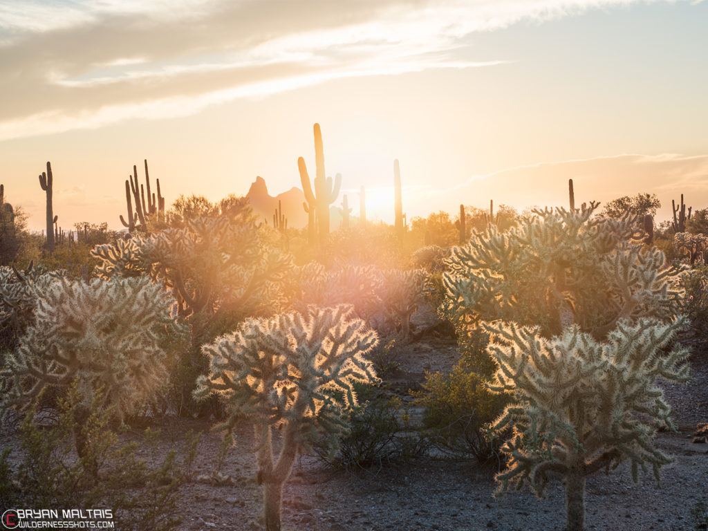 sonora-desert-cactus-sunset