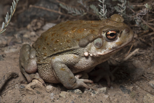 sonoran desert toad