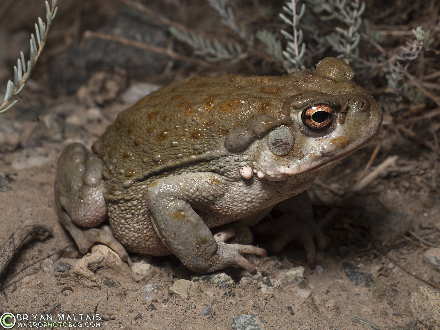 sonoran desert toad