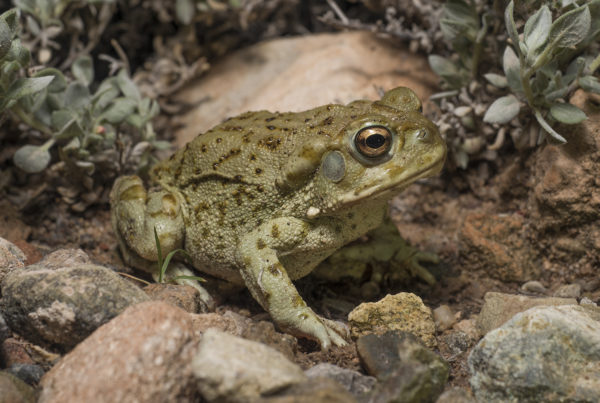 Juvenile Sonoran Desert Toad