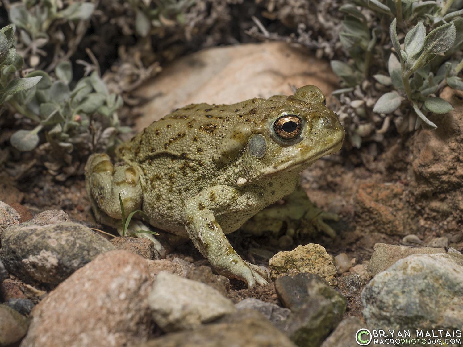 Juvenile Sonoran Desert Toad