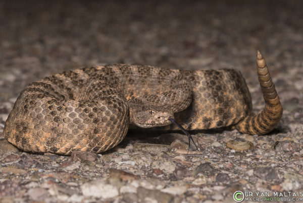 Tiger Rattlesnake Arizona