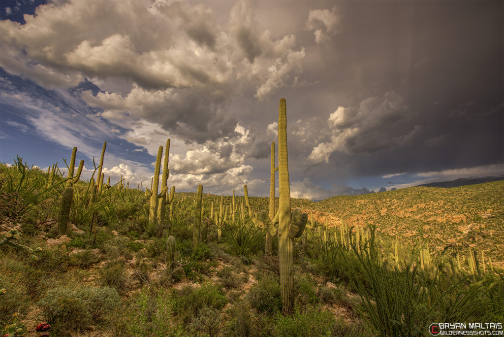 sonora desert sunset saguaro national park