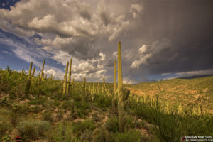 sonora desert sunset saguaro national park