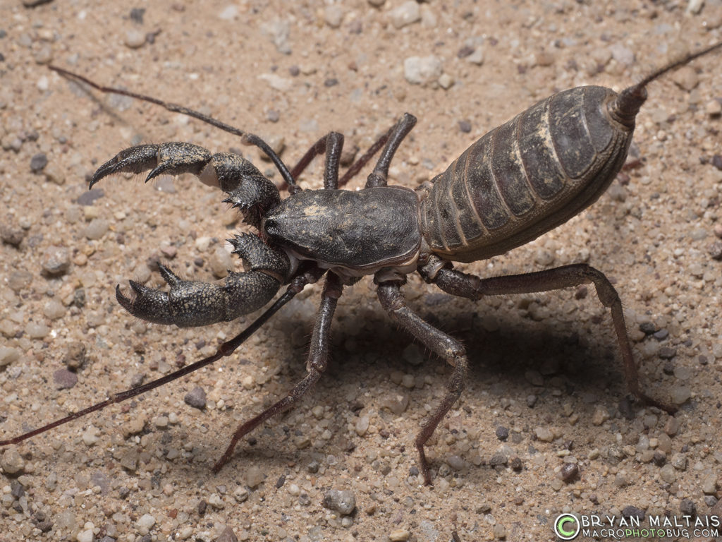 vinageroon giant whip scorpion arizona Mastigoproctus giganteus
