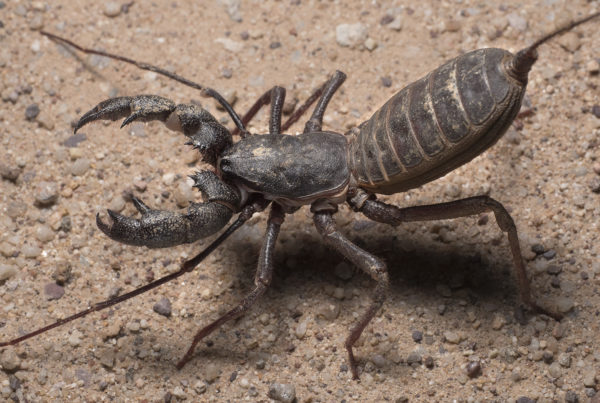 vinageroon giant whip scorpion arizona Mastigoproctus giganteus