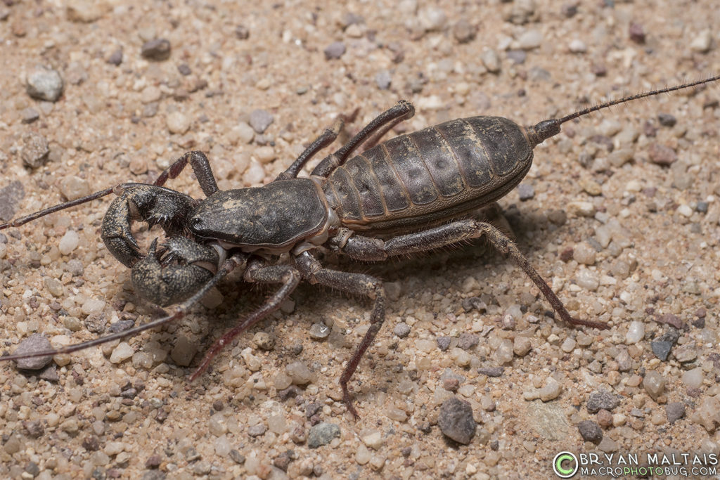 vinageroon giant whip scorpion arizona Mastigoproctus giganteus down
