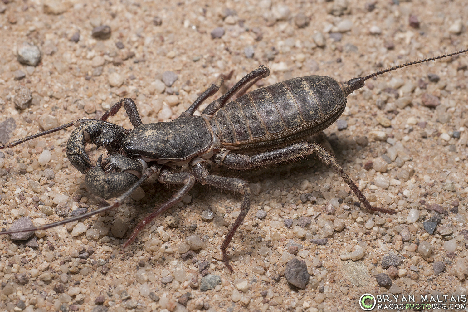 different types of vinegaroon