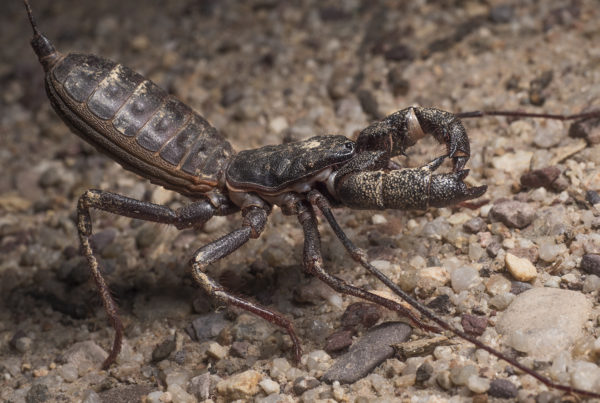 vinageroon giant whip scorpion arizona Mastigoproctus giganteus side