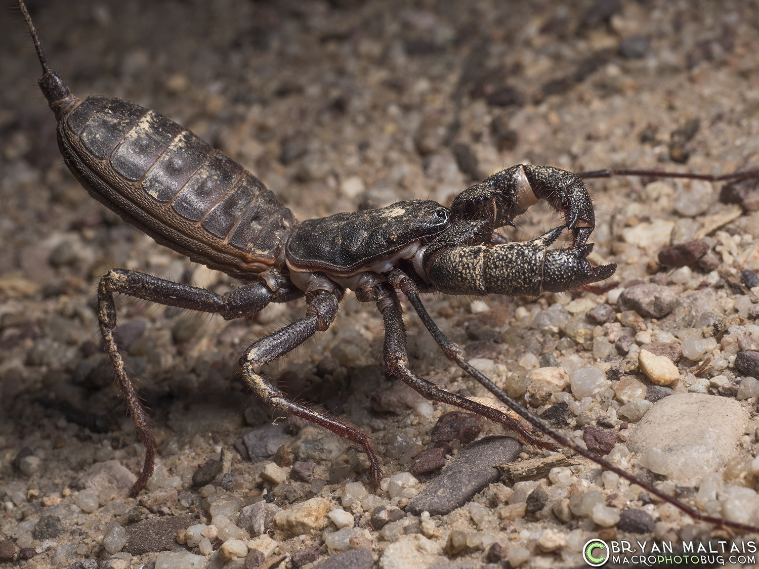 vinageroon giant whip scorpion arizona Mastigoproctus giganteus side
