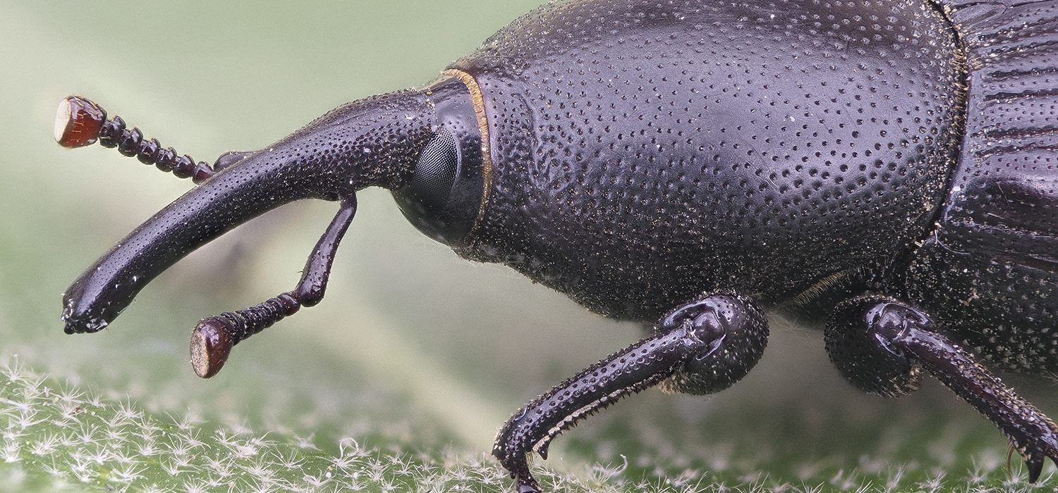 yucca weevil Scyphophorus yuccae