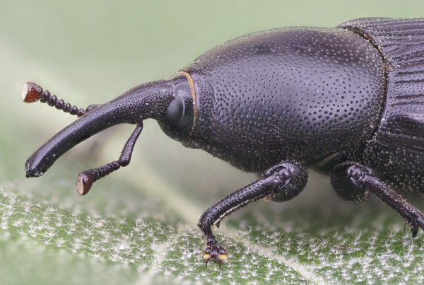 yucca weevil Scyphophorus yuccae