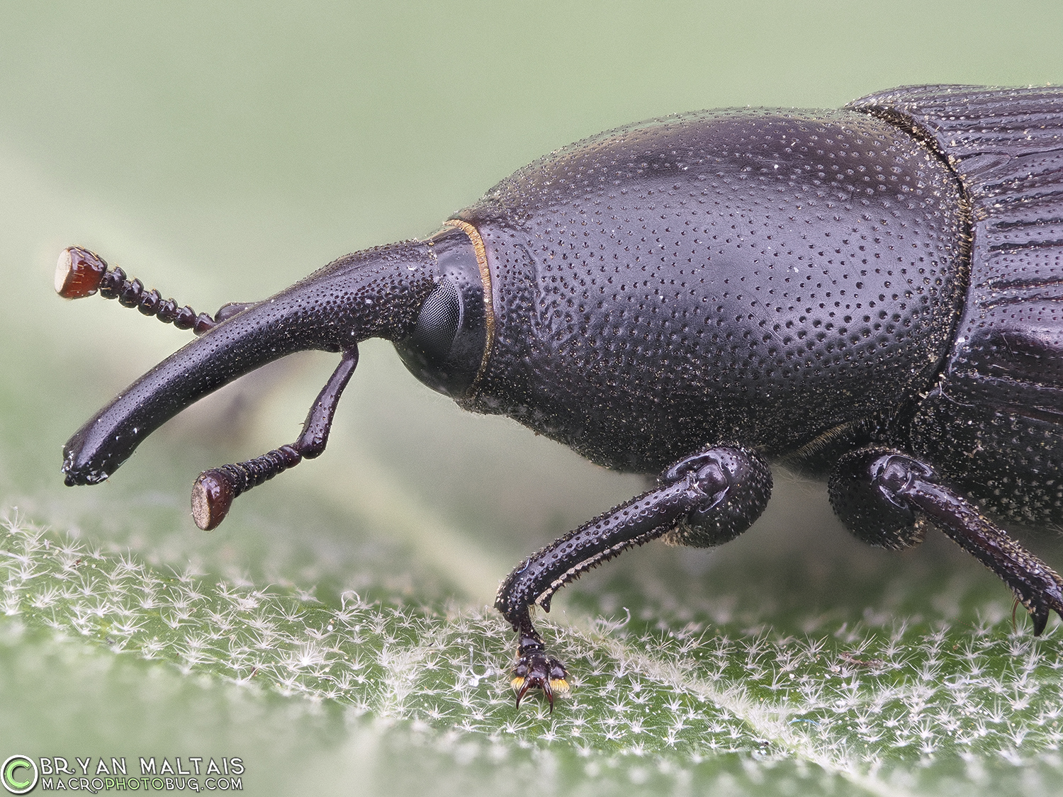 yucca weevil Scyphophorus yuccae