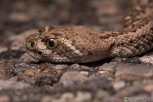 western diamondback rattlesnake juvenile tucson