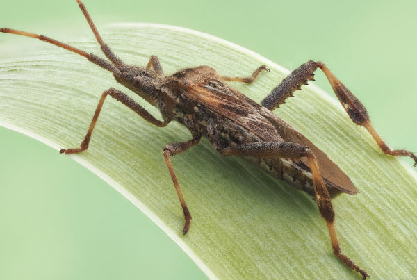 leptoglossus-occidentalis-western-conifer-seed-bug