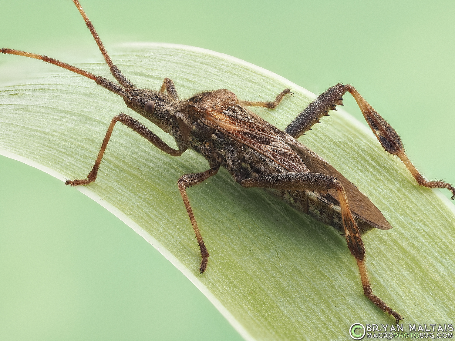 leptoglossus-occidentalis-western-conifer-seed-bug