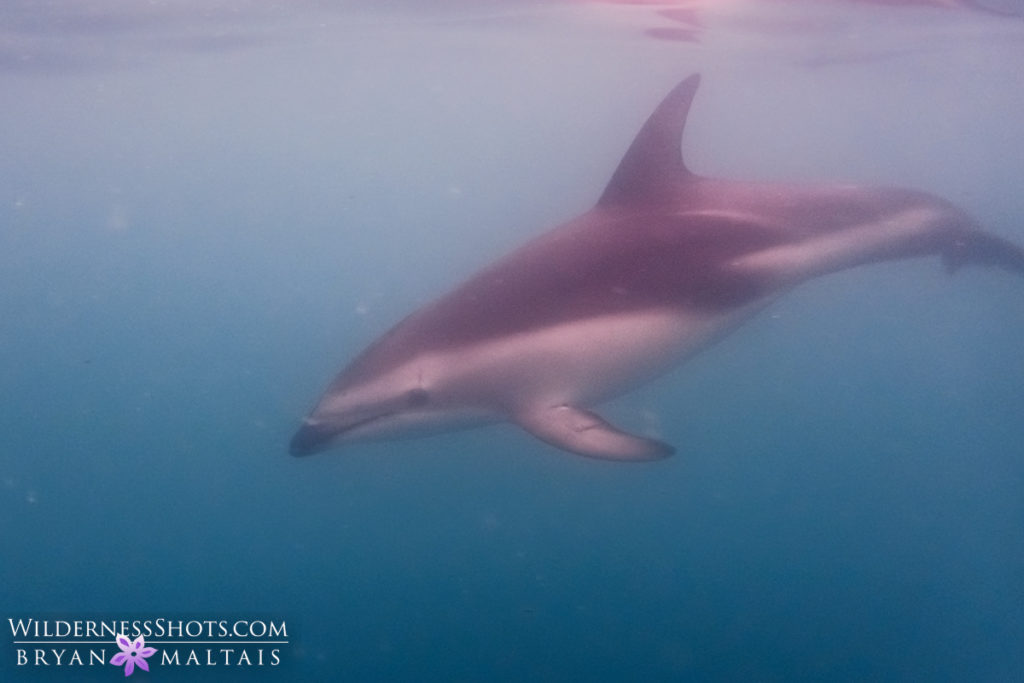 Dusky Dolphin Kaikoura New Zealand Photography