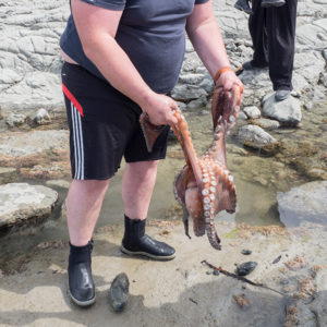 kaikoura-beach-scavenger-hunt-octopus