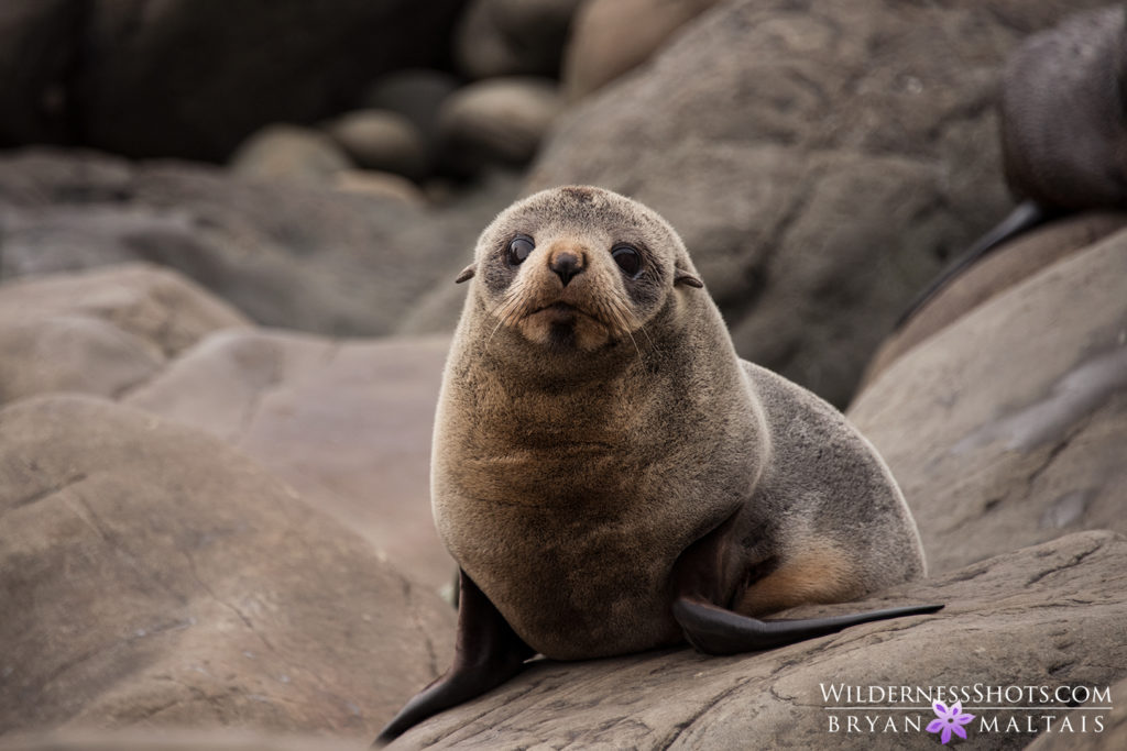 new zealand fur seal pup