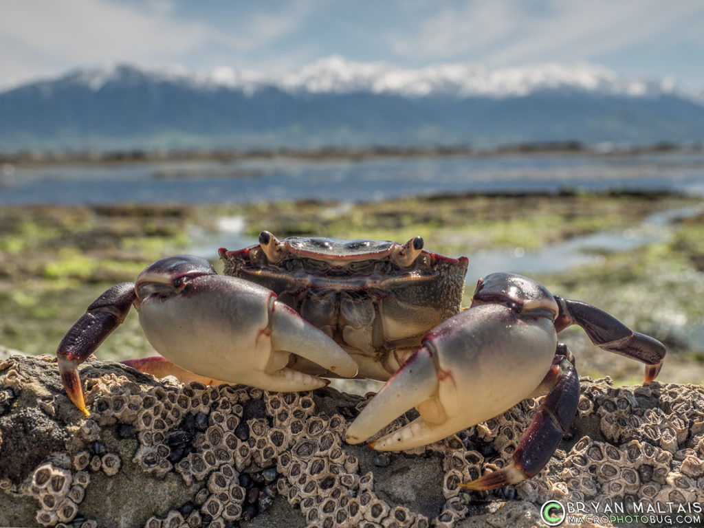 purple rock crab new zealand macro photo