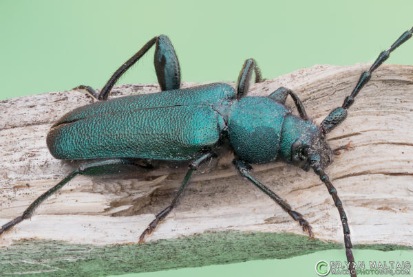 Callidium blackhorned pine borer insect macro photography